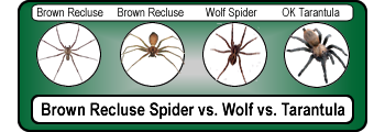 Brown-Recluse-Spider-Wolf