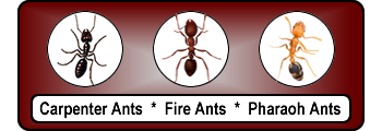 Tulsa Carpenter Ant Spraying