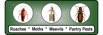 Tulsa Roach Spraying Cabinet Moth